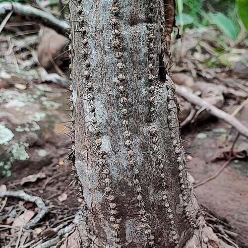 Cereus bicolor: Cereus bicolor in Brazil