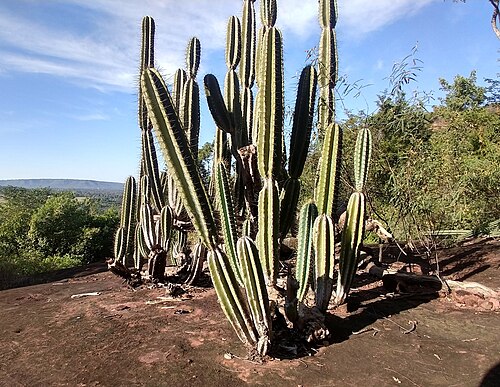 Cereus bicolor: Cereus bicolor in Brazil