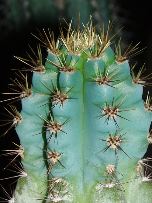 Cereus bicolor: plant from type locality, Mato Grosso, Brasil
