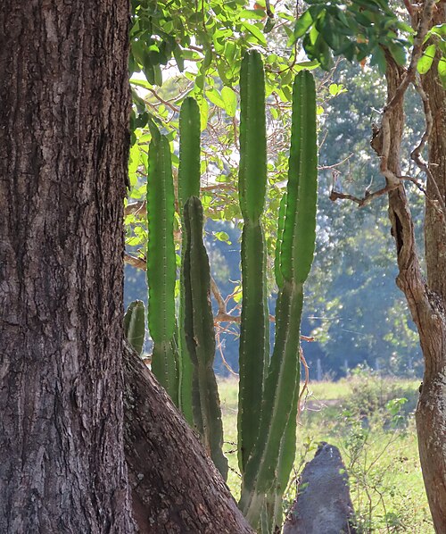 Cereus bicolor: Cereus bicolor in Brazil
