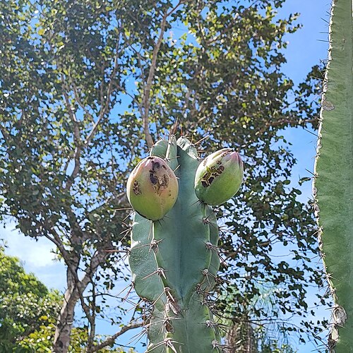 Cereus bicolor: Cereus bicolor in Brazil