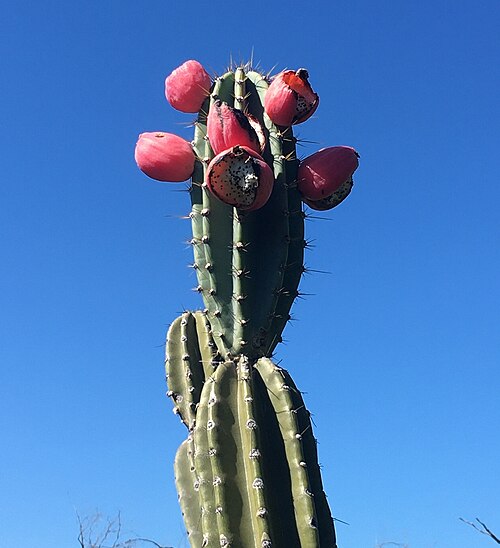 Cereus bicolor: Cereus bicolor in Brazil