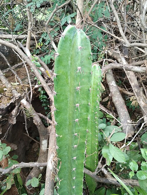 Cereus bicolor: Cereus bicolor in Brazil