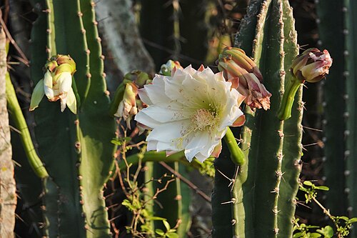 Cereus bicolor: Cereus bicolor in Brazil