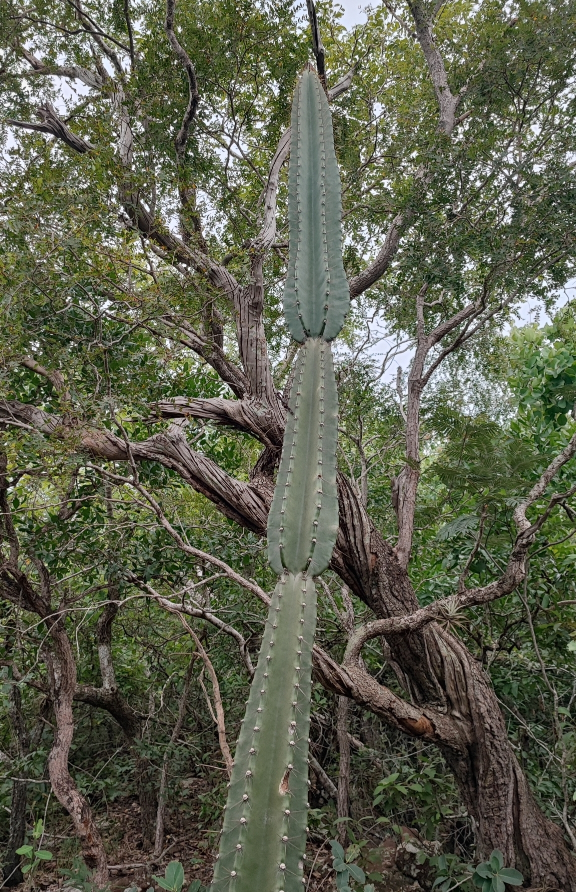 Cereus bicolor: Cereus bicolor in Brazil