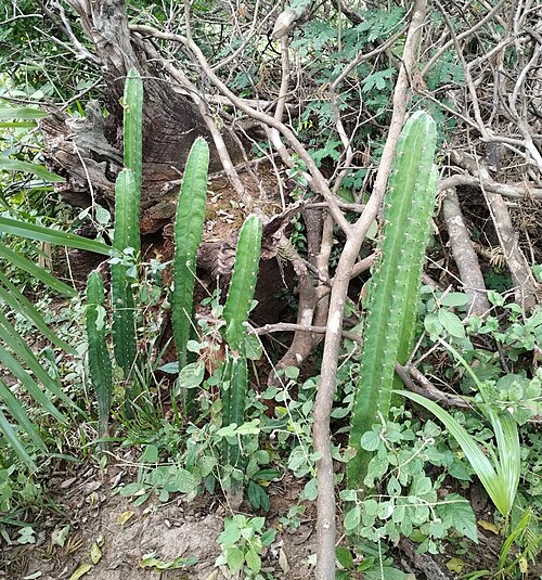 Cereus bicolor: Cereus bicolor in Brazil