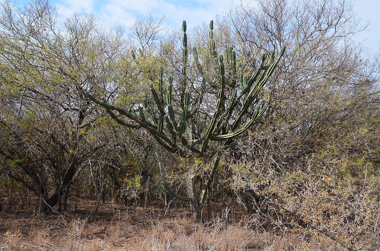 Cereus comarapanus: Cereus forbesii in Argentina