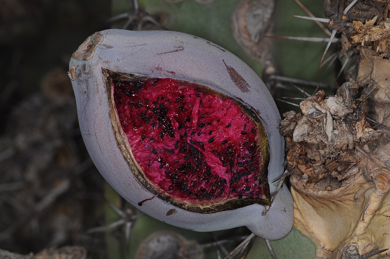 Cereus comarapanus: Cereus forbesii in Argentina