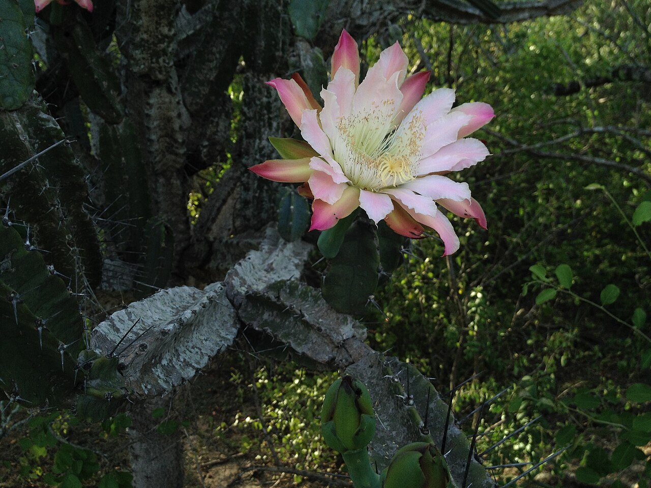 Cereus comarapanus: Cereus forbesii in Paraguay