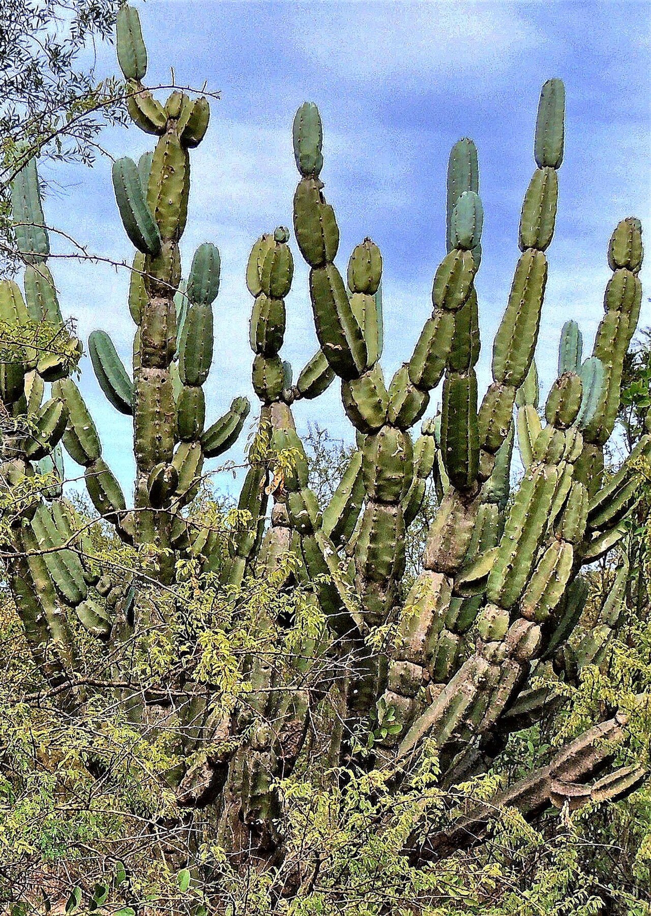 Cereus comarapanus: Cereus forbesii in Argentina
