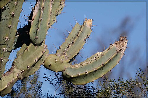 Cereus comarapanus: Cereus forbesii in Argentina