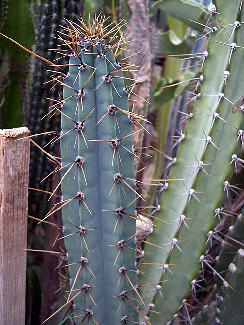 Cereus comarapanus: Cereus forbesii