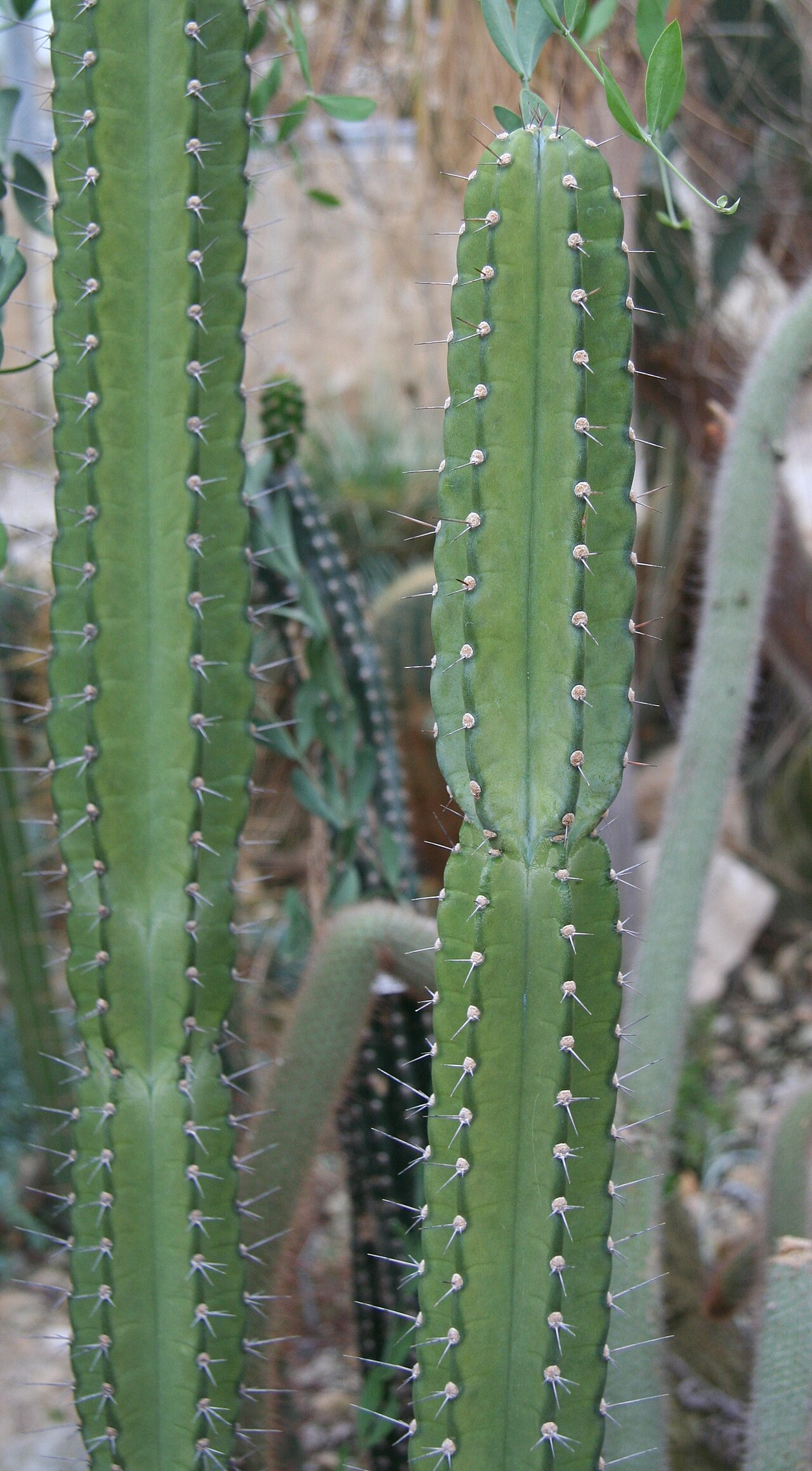Cereus comarapanus: Cereus comarapanus im Botanischen Garten Dresden