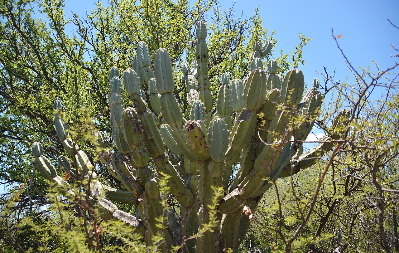 Cereus comarapanus: Cereus forbesii in Argentina