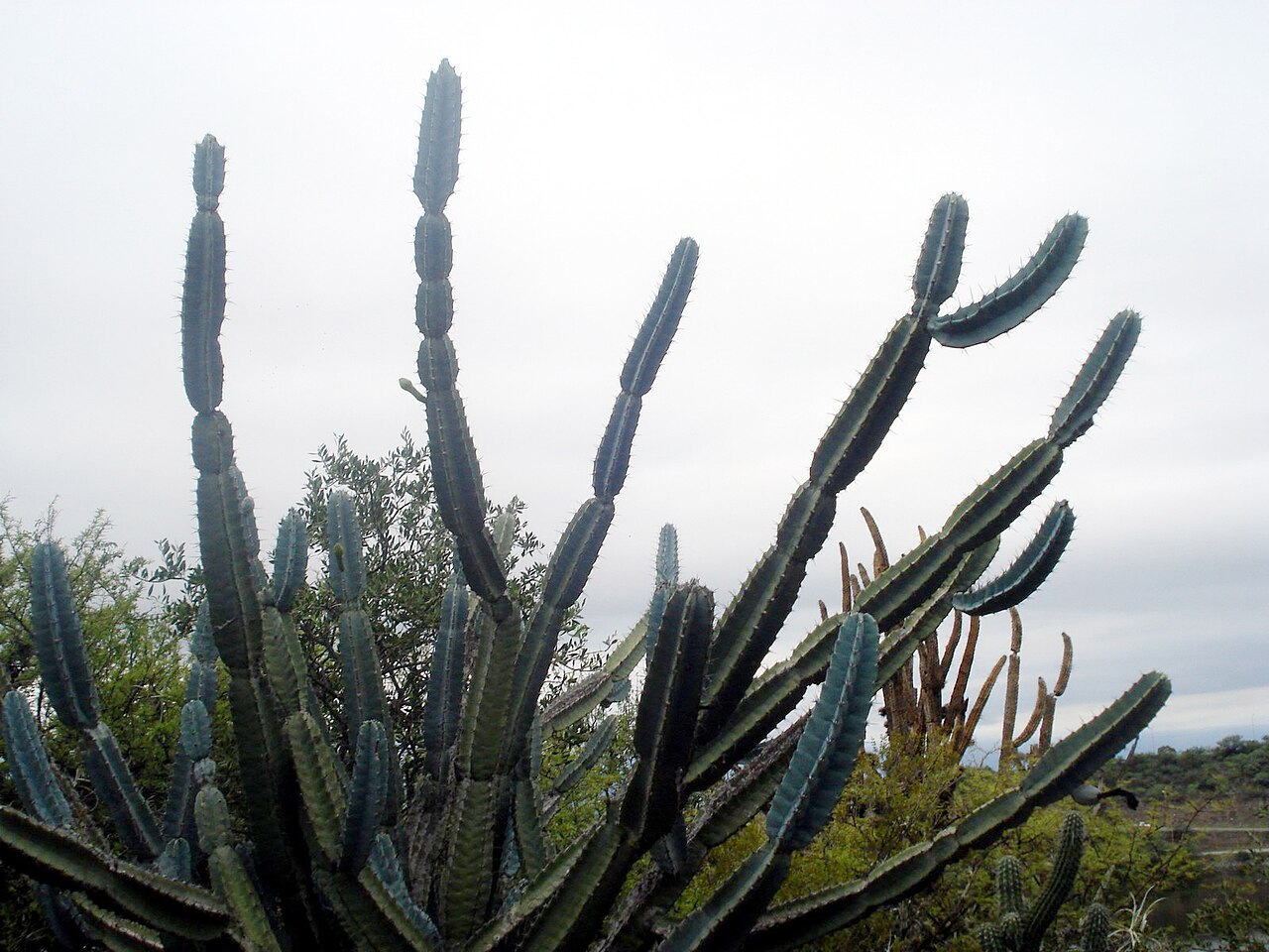 Cereus comarapanus: Cereus forbesii