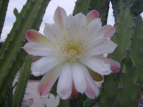Cereus comarapanus: Cereus forbesii
