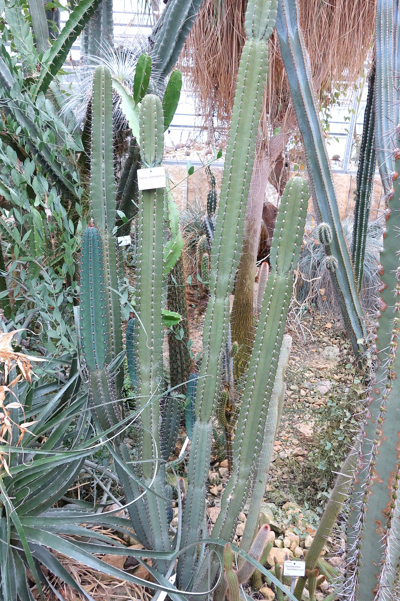 Cereus comarapanus: Botanical specimen in the Botanischer Garten, Dresden, Germany.