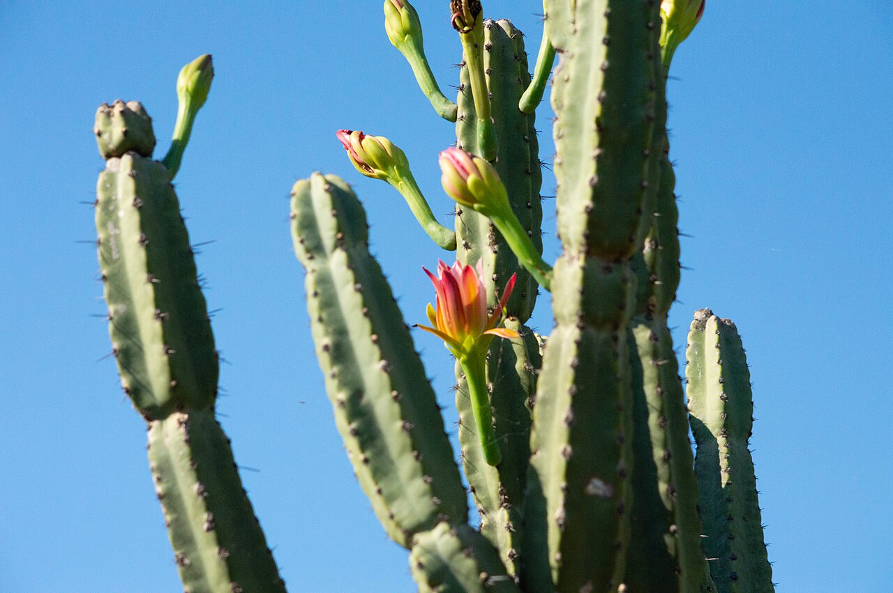 Cereus comarapanus: Cereus forbesii in Argentina