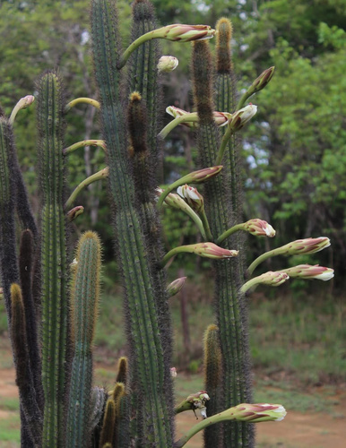 Cereus gerardi (Cereus gerardi)