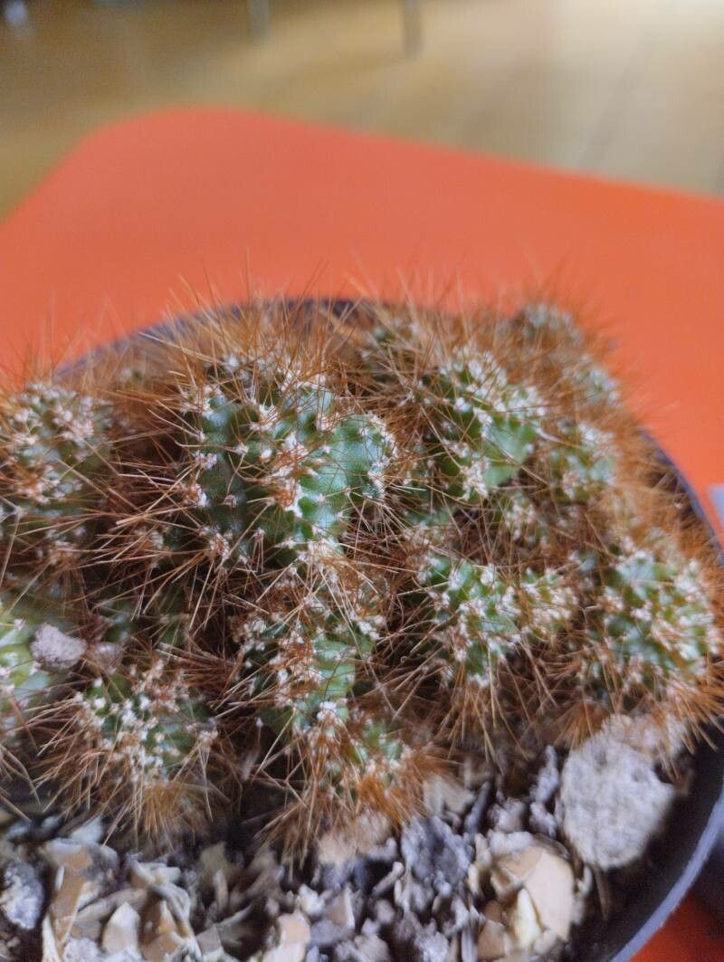 Cereus gladiger (Cereus gladiger)