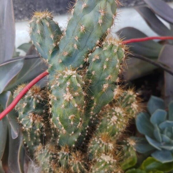 Cereus gladiger (Cereus gladiger)
