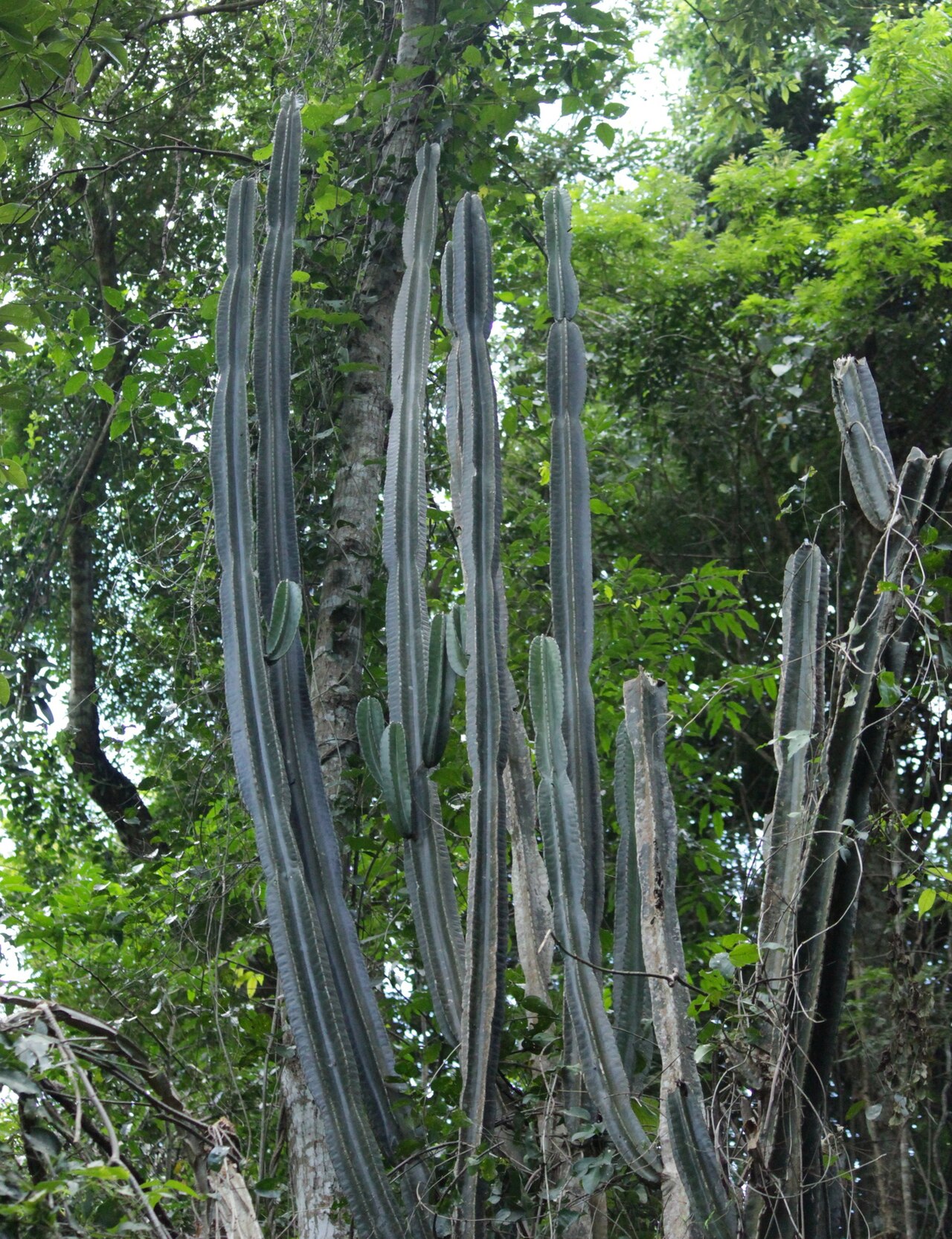 Lady of the night cactus: Lady-of-the-night cactus ( Cereus hexagonus ) in Brazil
