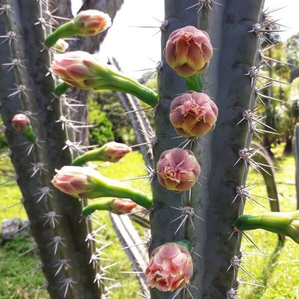 Lady of the night cactus (Cereus hexagonus)