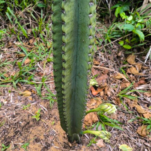 Lady of the night cactus (Cereus hexagonus)