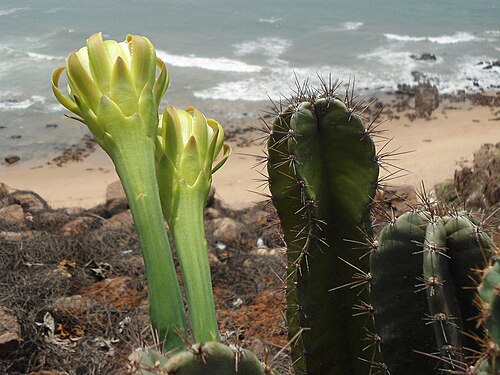 Lady of the night cactus: (Cereus hildmannianus) cactus at Tenneti park in Visakhapatnam