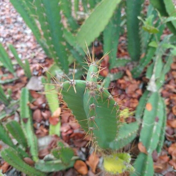 Lady of the night cactus (Cereus hexagonus)