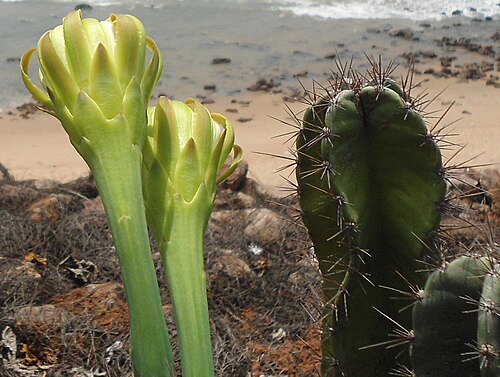 Lady of the night cactus: (Cereus hildmannianus) cactus flower at Tenneti park in Visakhapatnam