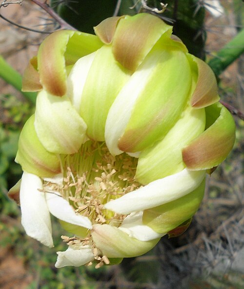 Lady of the night cactus: (Cereus hildmannianus) cactus flower at Tenneti park in Visakhapatnam