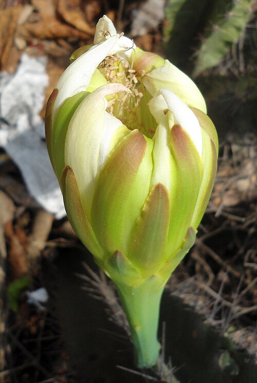 Lady of the night cactus: (Cereus hildmannianus) cactus flower at Tenneti park in Visakhapatnam