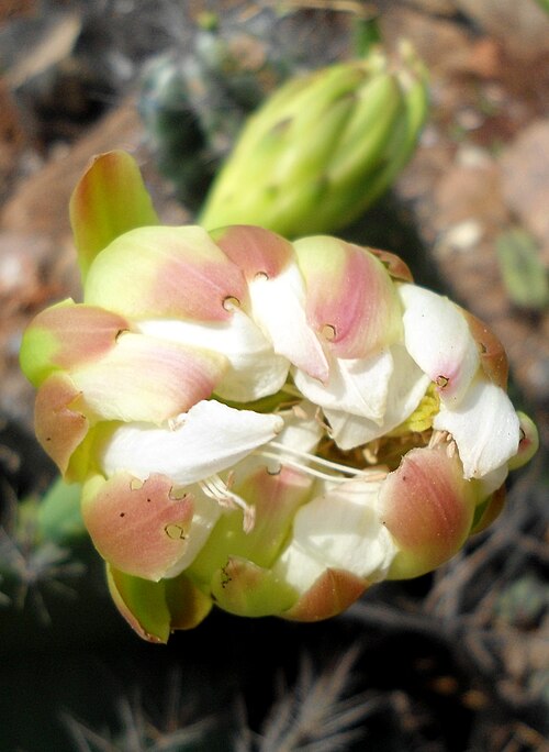 Lady of the night cactus: (Cereus hildmannianus) cactus flower at Tenneti park in Visakhapatnam