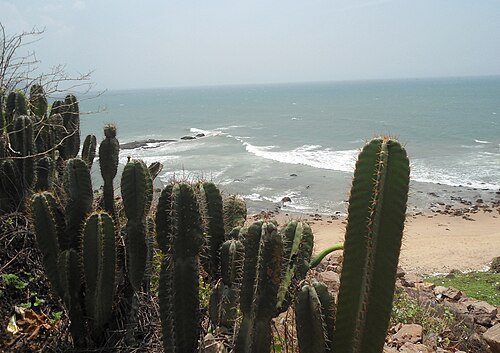 Lady of the night cactus: (Cereus hildmannianus) cactus at Tenneti park in Visakhapatnam