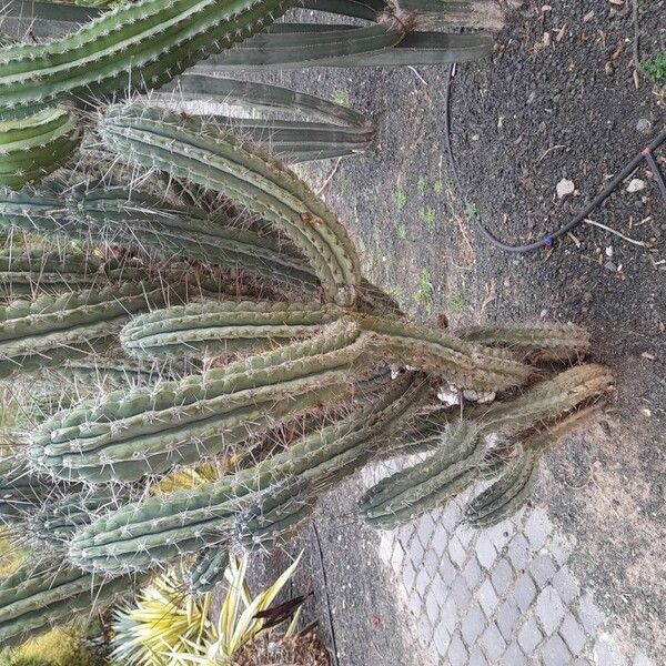 Hedge cactus (Cereus hildmannianus)