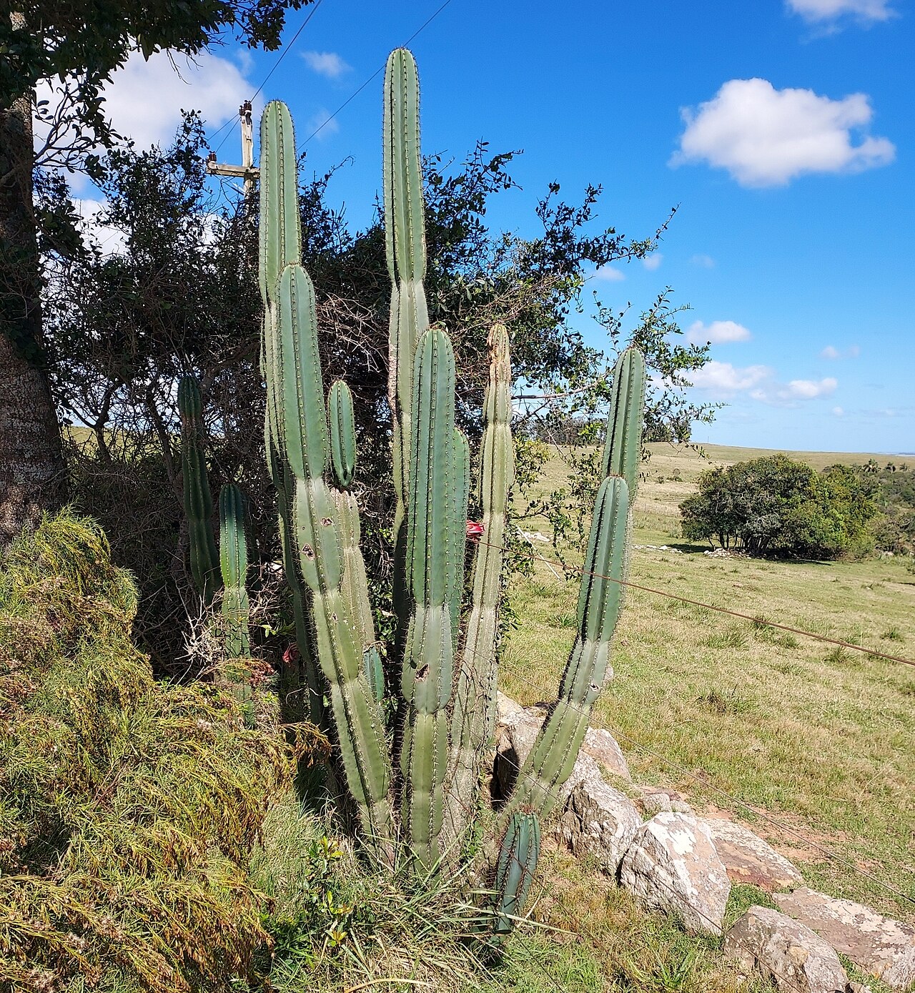 Hedge cactus: Andes organ pipe cactus ( Cereus hildmannianus ) in Uruguay