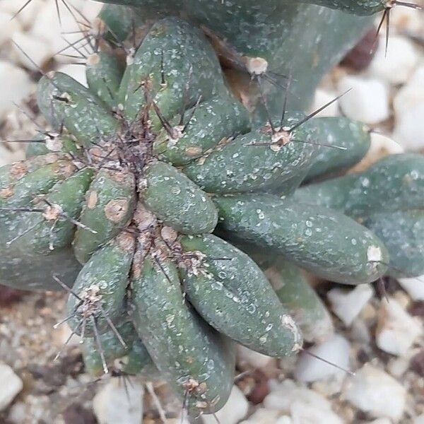 Hedge cactus (Cereus hildmannianus)