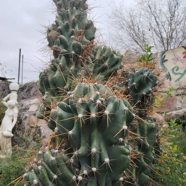 Hedge cactus (Cereus hildmannianus)