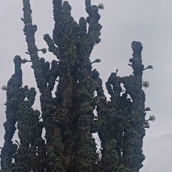 Hedge cactus (Cereus hildmannianus)