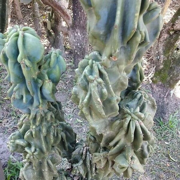 Hedge cactus (Cereus hildmannianus)