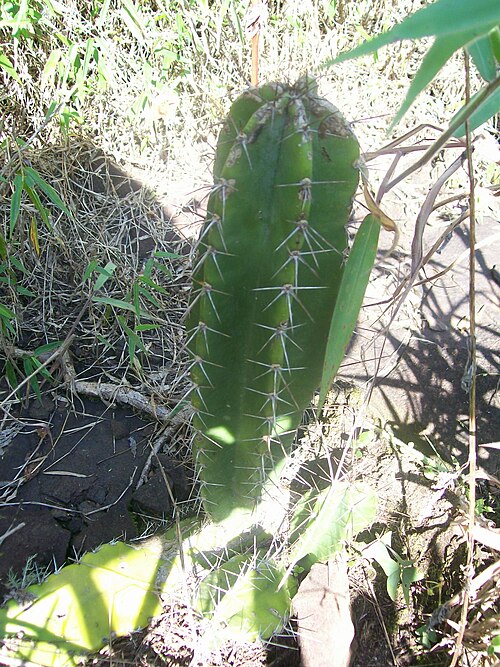 Hedge cactus: Esta imagem faz parte da realização de um projeto maior denominado: Análise da ocorrência de Cereus hidmanianus no Parque Estadual Lago Azul. Mais informações: