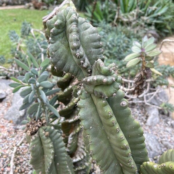 Hedge cactus (Cereus hildmannianus)