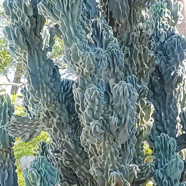 Hedge cactus (Cereus hildmannianus)