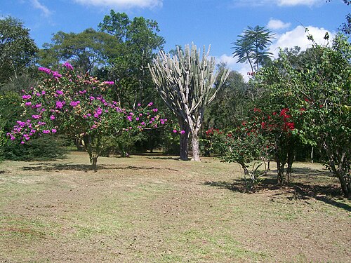 Hedge cactus: Esta imagem faz parte da realização de um projeto maior denominado: Análise da ocorrência de Cereus hidmanianus no Parque Estadual Lago Azul. Mais informações: