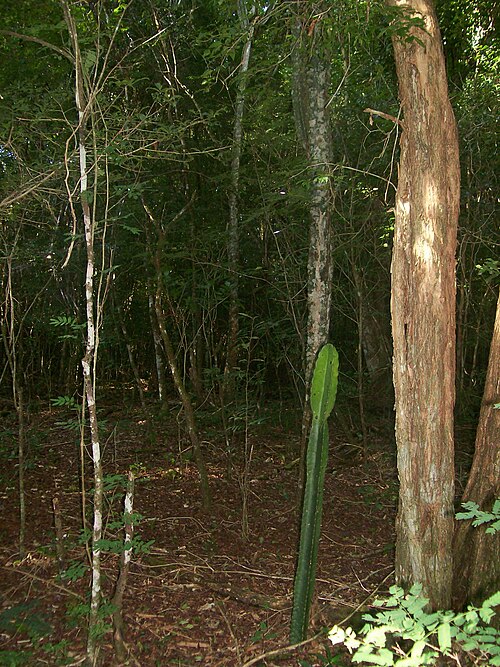 Hedge cactus: Esta imagem faz parte da realização de um projeto maior denominado: Análise da ocorrência de Cereus hidmanianus no Parque Estadual Lago Azul. Mais informações: