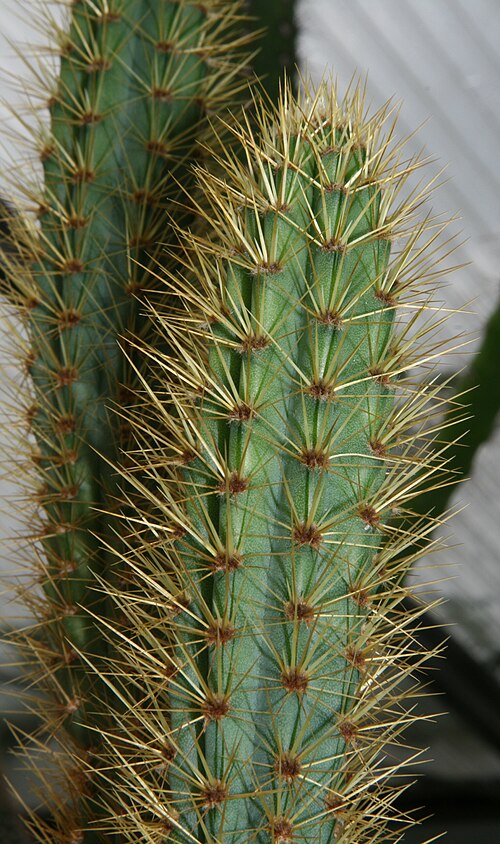 Cereus insularis: Plant from type locality, Fernando de Noronha, Brasil