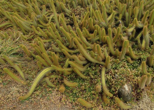 Cereus insularis (Cereus insularis)
