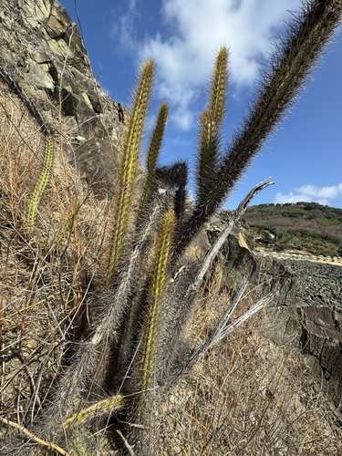 Cereus insularis (Cereus insularis)