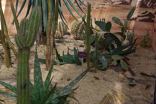Cereus insularis: Cereus insularis, Conservatoire botanique national de Brest
